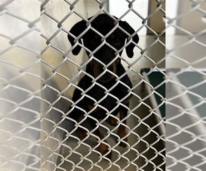Rotterman Dogs for adoption in Sanford, FL, USA