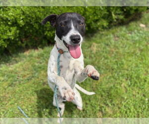 American Pit Bull Terrier-Unknown Mix Dogs for adoption in Tulsa, OK, USA