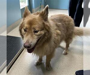 Siberian Husky-Unknown Mix Dogs for adoption in Newton, NC, USA