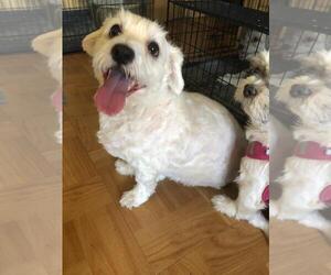 Maltese Dogs for adoption in Brooklyn, NY, USA