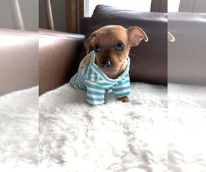 Chihuahua-Unknown Mix Dogs for adoption in St. Louis Park, MN, USA