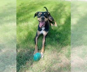 Doberman Pinscher-Unknown Mix Dogs for adoption in Riverside, CA, USA