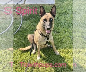 Huskies -Unknown Mix Dogs for adoption in Colton, CA, USA