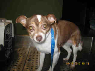 Chihuahua Dogs for adoption in Lathrop, CA, USA