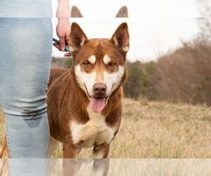Australian Kelpie-Huskies Mix Dogs for adoption in Columbus, IN, USA