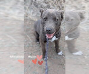 American Staffordshire Terrier-Unknown Mix Dogs for adoption in Monte Vista, CO, USA