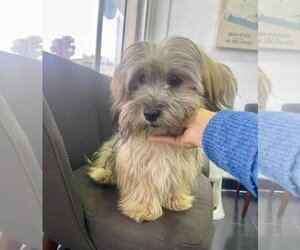 Havanese Dogs for adoption in Escondido, CA, USA
