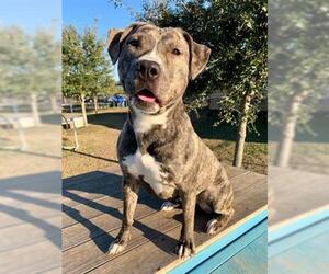 American Staffordshire Terrier Dogs for adoption in Sugar Land, TX, USA