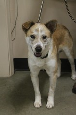 Mutt Dogs for adoption in Monroe, GA, USA