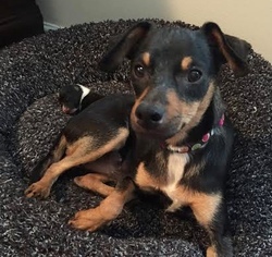 Miniature Pinscher Dogs for adoption in Brownsboro, AL, USA