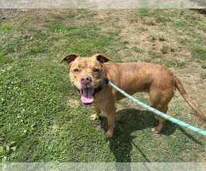 Mutt Dogs for adoption in Evansville, IN, USA