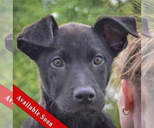 Chinese Shar-Pei-Unknown Mix Dogs for adoption in Huntley, IL, USA