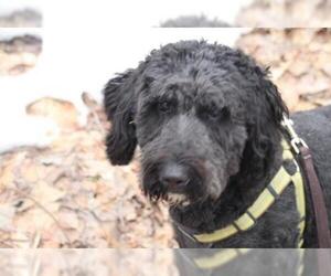 Goldendoodle Dogs for adoption in Bowmanville, Ontario, Canada