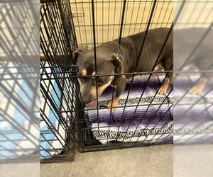 American Bulldog-Unknown Mix Dogs for adoption in Texas City, TX, USA