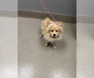 Pomeranian-Unknown Mix Dogs for adoption in Las Vegas, NV, USA