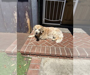 Golden Retriever Dogs for adoption in San Diego , CA, USA