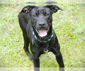 American Staffordshire Terrier-Labrador Retriever Mix Dogs for adoption in Tallahassee, FL, USA