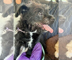 Mutt Dogs for adoption in Middlesex, NC, USA