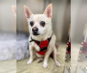 Chihuahua Dogs for adoption in Naples, FL, USA