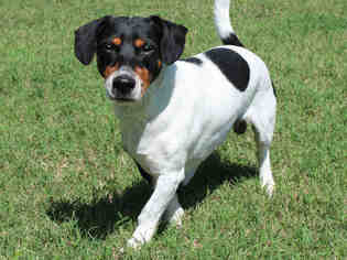 Doxle Dogs for adoption in Edmond, OK, USA
