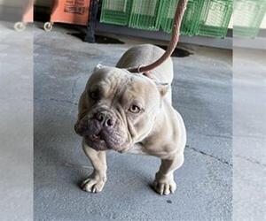 American Pit Bull Terrier-Bulldog Mix Dogs for adoption in Camarillo, CA, USA