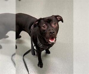 Pug-Unknown Mix Dogs for adoption in Baytown, TX, USA