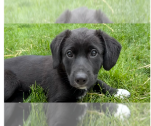 Australian Shepherd-Unknown Mix Dogs for adoption in Springdale, PA, USA