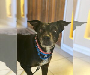 American Pit Bull Terrier-Labrador Retriever Mix Dogs for adoption in Newport Beach, CA, USA
