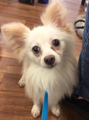 Maltipom Dogs for adoption in Pawtucket, RI, USA