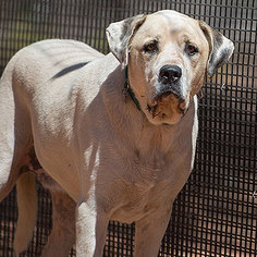 Mastiff Dogs for adoption in Kanab, UT, USA
