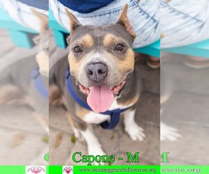 American Staffordshire Terrier Dogs for adoption in Pensacola, FL, USA