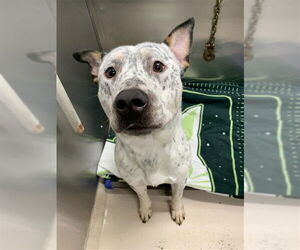 Mutt Dogs for adoption in Fairbanks, AK, USA