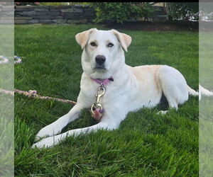 Great Pyrenees-Unknown Mix Dogs for adoption in Croydon, NH, USA