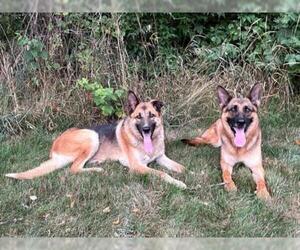 German Shepherd Dog Dogs for adoption in Beloit, WI, USA