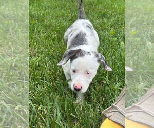 Australian Shepherd-Unknown Mix Dogs for adoption in Aurora, IN, USA