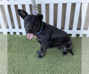American Pit Bull Terrier-Labrador Retriever Mix Dogs for adoption in Modesto, CA, USA
