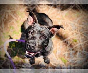 Plott Hound-Staffordshire Bull Terrier Mix Dogs for adoption in Orlando, FL, USA