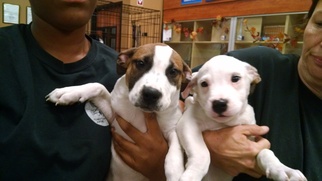 Medium Photo #1 Bulldog-Labrador Retriever Mix Puppy For Sale in Pembroke, GA, USA