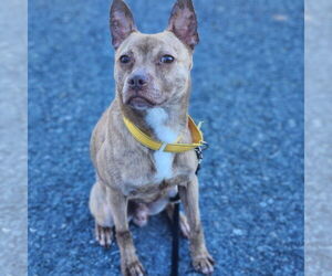 Mutt Dogs for adoption in Walnutport, PA, USA
