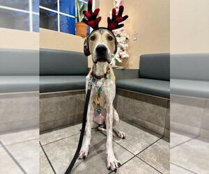 Great Dane-Treeing Walker Coonhound Mix Dogs for adoption in Bullard, TX, USA