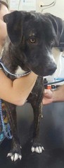 Boxador Dogs for adoption in Cincinnati, OH, USA