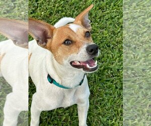 Jack Russell Terrier Dogs for adoption in New Orleans, LA, USA