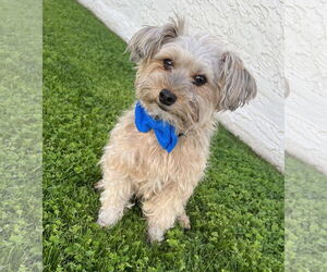 Mutt Dogs for adoption in Phoenix, AZ, USA