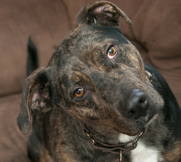 Catahoula Leopard Dog-Unknown Mix Dogs for adoption in Towson, MD, USA