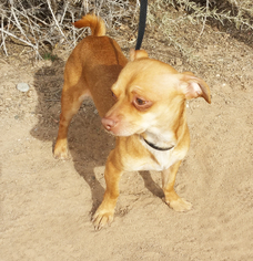 Dachshund Dogs for adoption in Albuquerque, NM, USA