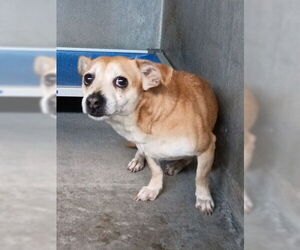 Chihuahua-Unknown Mix Dogs for adoption in San Bernardino, CA, USA