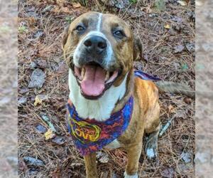 Mountain Cur Dogs for adoption in Helena, AL, USA