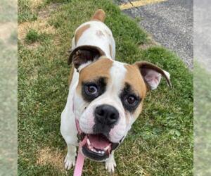 Boxer Dogs for adoption in Riverwoods, IL, USA
