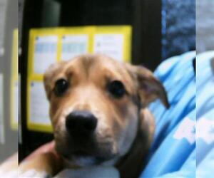 German Shepherd Dog-Unknown Mix Dogs for adoption in Tulsa, OK, USA