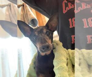 Miniature Pinscher Dogs for adoption in Rochester, NY, USA